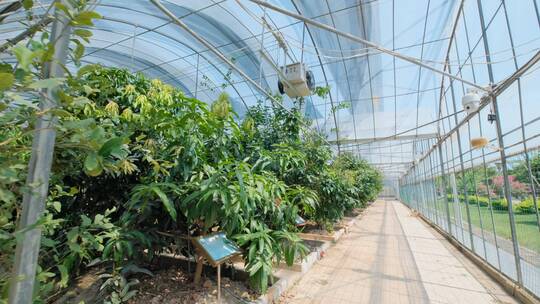 现代化温室大棚果园果树培育