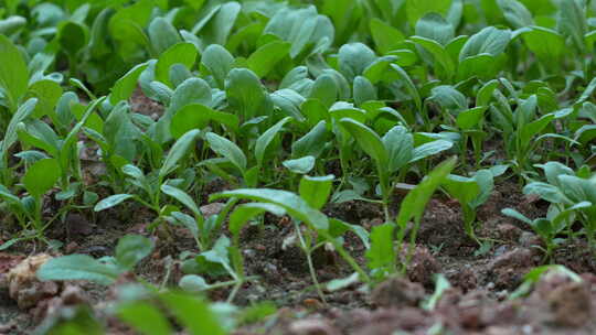 菜地里蔬菜种植实拍