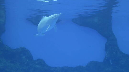 白海豚群