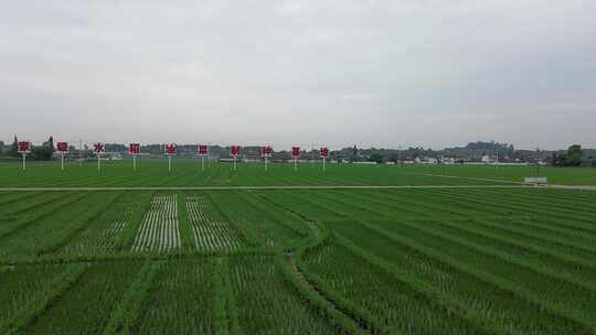 国家级水稻油菜制种基地