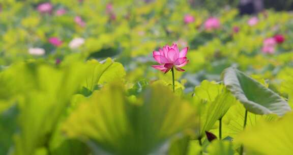 夏日荷花升格空镜