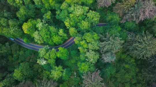 森林公路，车辆穿行在其中