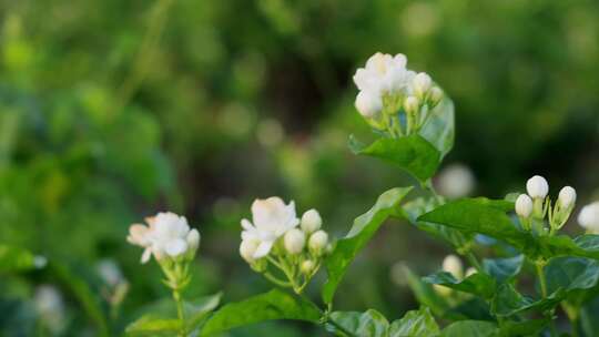 唯美茉莉花与茉莉花种植园