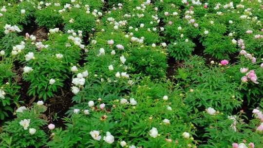 芍药花海田野中草药种植