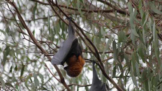 飞狐果蝠倒挂在树枝上睡觉。风天时间马夫拉，维克