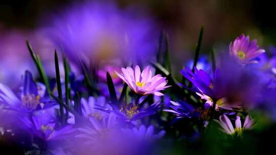 蓝色紫色小花 唯美光晕