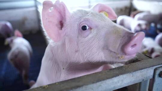 实拍视频保育猪白猪牧场黑猪白猪