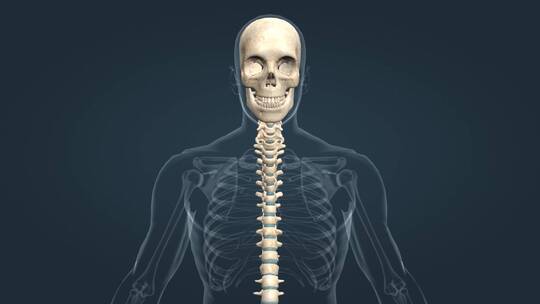 3D医学关节运动头部运动颈部前屈后伸