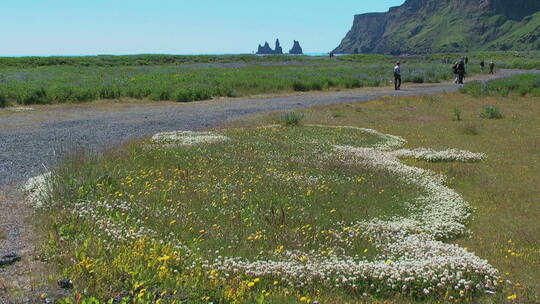 冰岛草坪上的野花