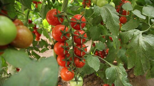 番茄种植采摘现代农业蔬菜大棚基地视频素材模板下载