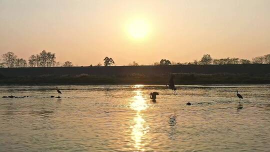 高清航拍日落夕阳江边小鸟鸭子鸟河水