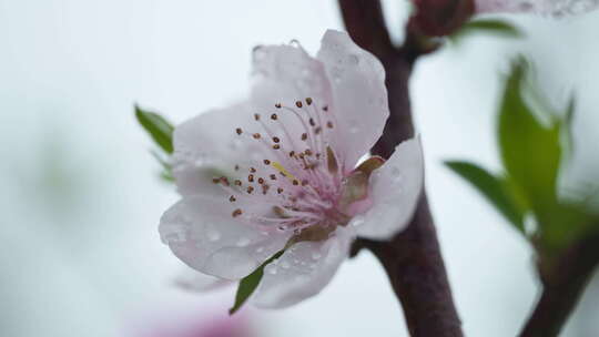 阴天下雨小雨花朵杏花桃花樱花视频素材模板下载