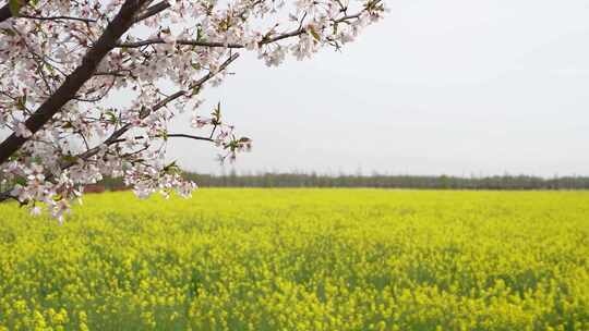 4K春天农业田野地油菜籽风吹黄色花海植物