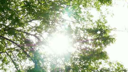 阳光透过树叶