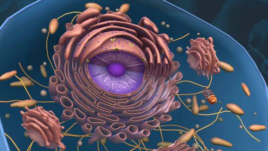微观肝脏细胞肝组织细胞核3D三维动画