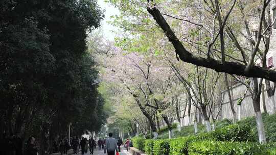 武汉大学樱花树