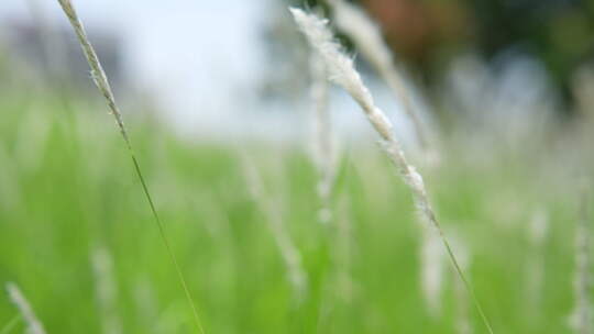 草地草坪草丛