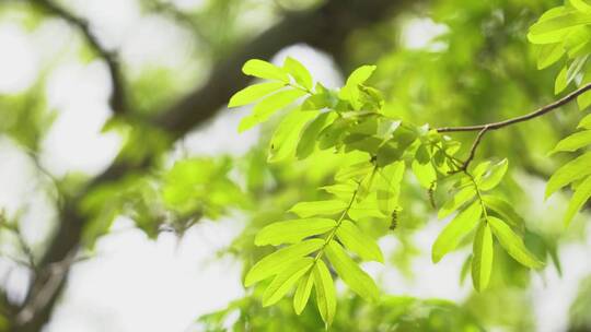 嫩绿树叶的特写展现生机勃勃景象