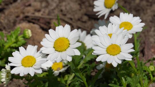 【镜头合集】白色雏菊野花小花朵花蕊