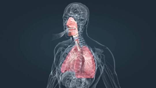 呼吸系统 支气管炎 肺功能 肺活量动画