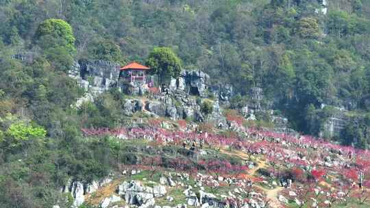 桃花树桃花林桃花山