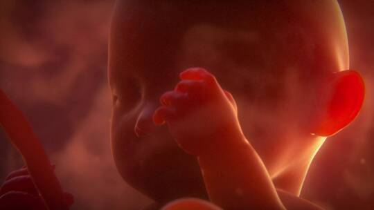 发育完成的人类胚胎