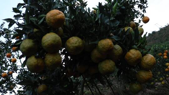 农业柑橘