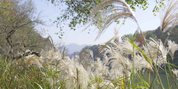 芦苇山野户外森林