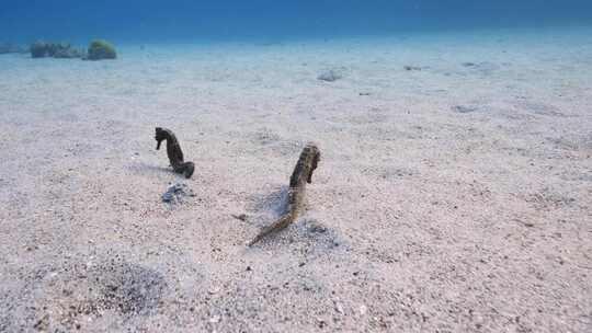 海马，珊瑚，海洋生物，水下