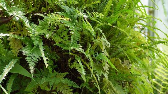 热带植物雨林植物多肉植物蕨类被子植物