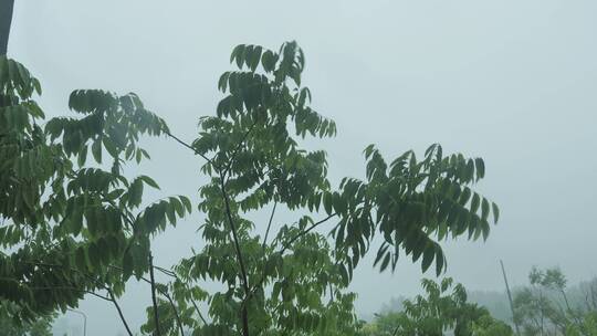 雨天植物秋雨风光景色视频素材模板下载