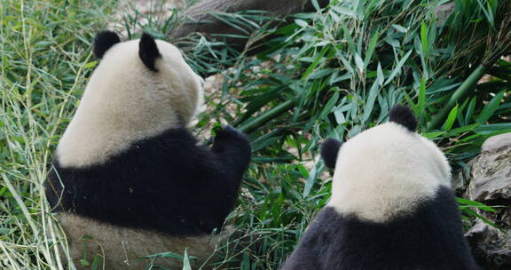 两只可爱大熊猫背对镜头在吃竹子