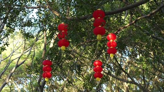 春节树上悬挂灯笼实拍