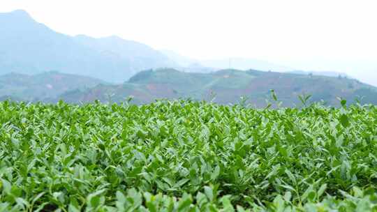 山地茶叶种植实拍