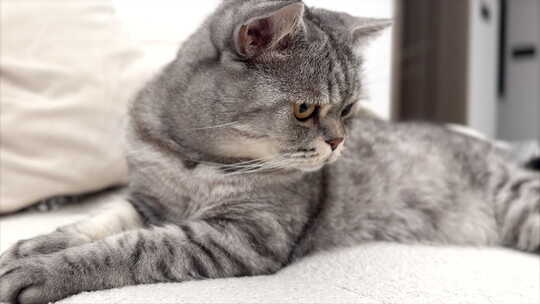 手机拍摄的沙发上的猫咪