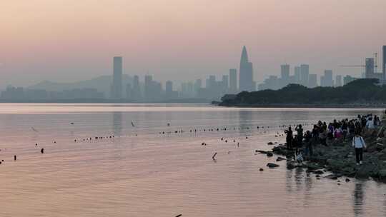 深圳湾公园观鸟人群