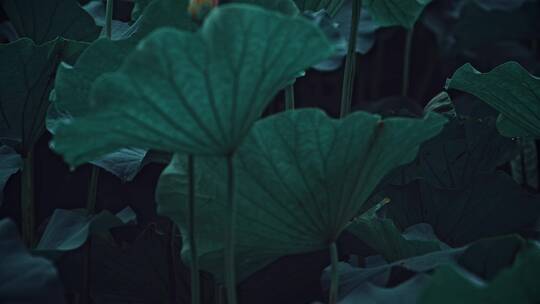 荷花自然涟漪露水池塘开花莲蓬公园花瓣雨诗