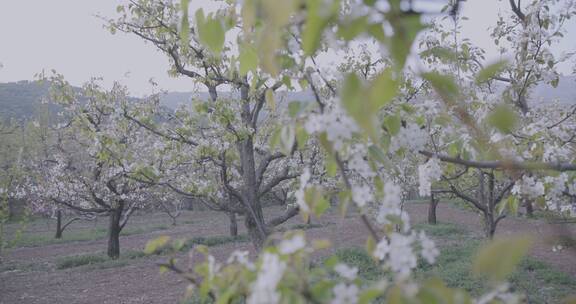 春天农村果园梨花盛开场景4K视频