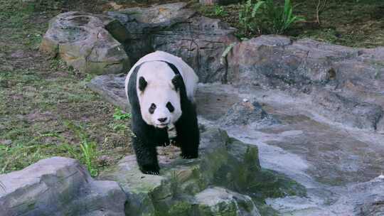 动物园大熊猫行走打滚
