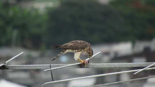 捕食者吃鸟