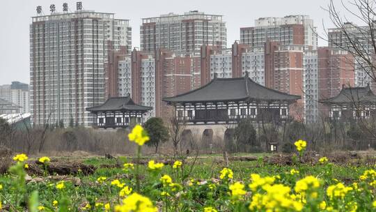 高清航拍春天油菜花城市边田野空镜定鼎门