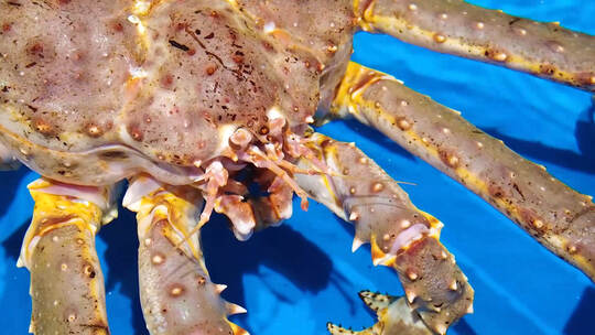 深海新鲜水产帝王蟹海王蟹海鲜美食视频素材模板下载