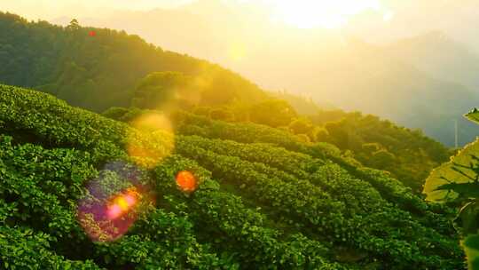 阳光照耀下的茂盛植被风景