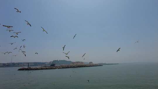 蓝色海洋大海海鸥岛屿浪花风景航拍