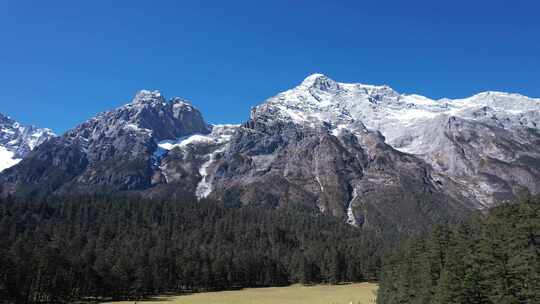 航拍丽江云杉坪雪山森林