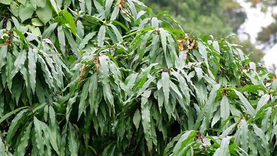 桃树叶子夹竹桃果树植物