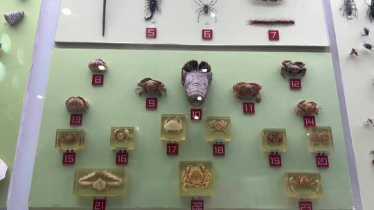 海洋生物标本展览水生物化石