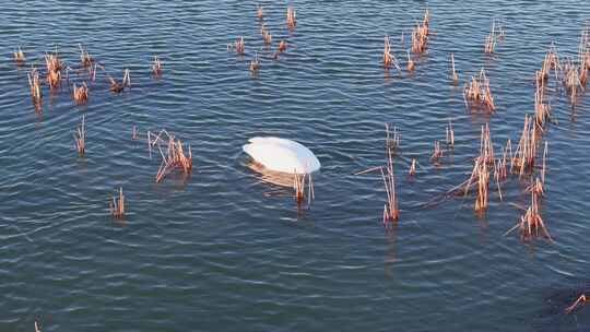 东营黄河入海口湿地鸟类