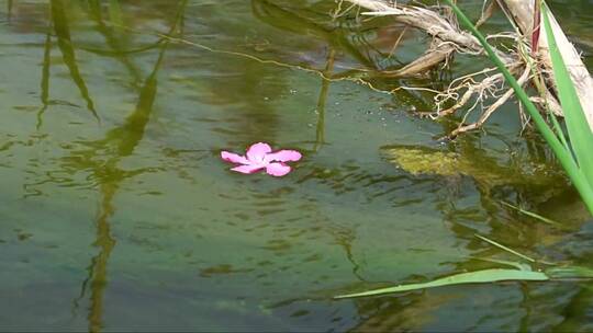 花在水上慢慢旋转