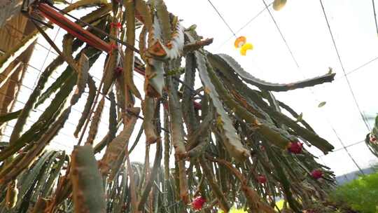 火龙果种植基地